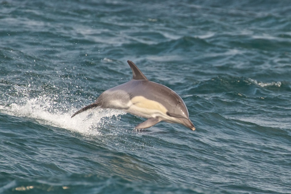 Delphinus delphis