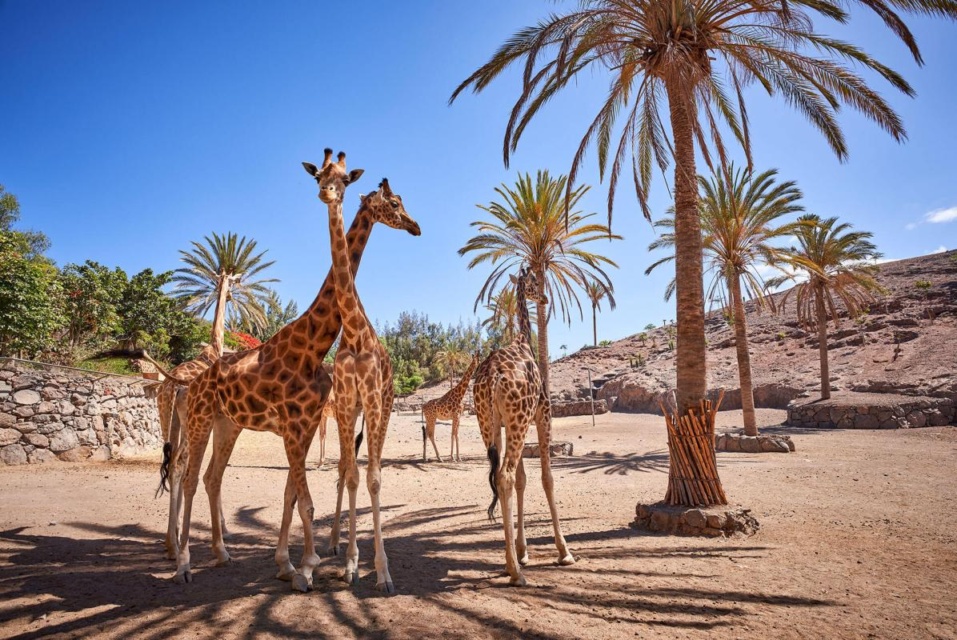 Oasis-Park Fuerteventura